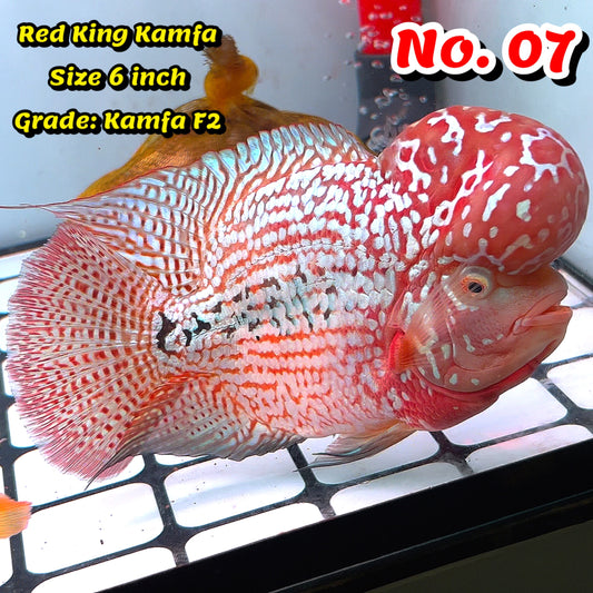 King Kamfa Flowerhorn Cichlid | You Pick Fish |