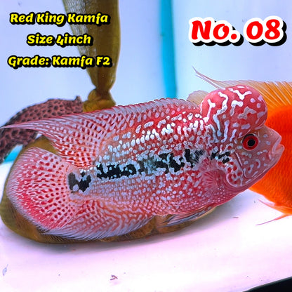 King Kamfa Flowerhorn Cichlid | You Pick Fish |