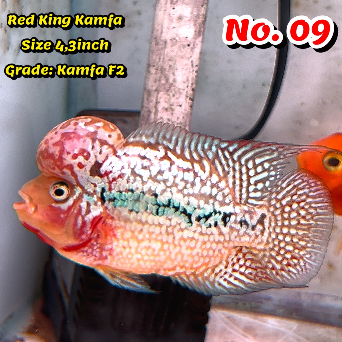 King Kamfa Flowerhorn Cichlid | You Pick Fish |