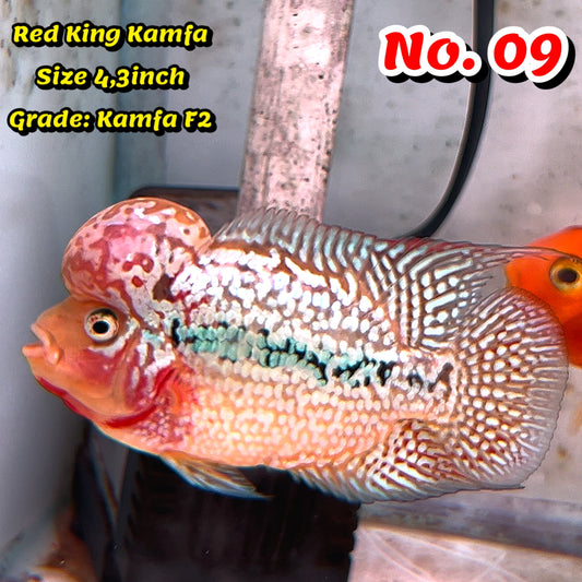 King Kamfa Flowerhorn Cichlid | You Pick Fish |