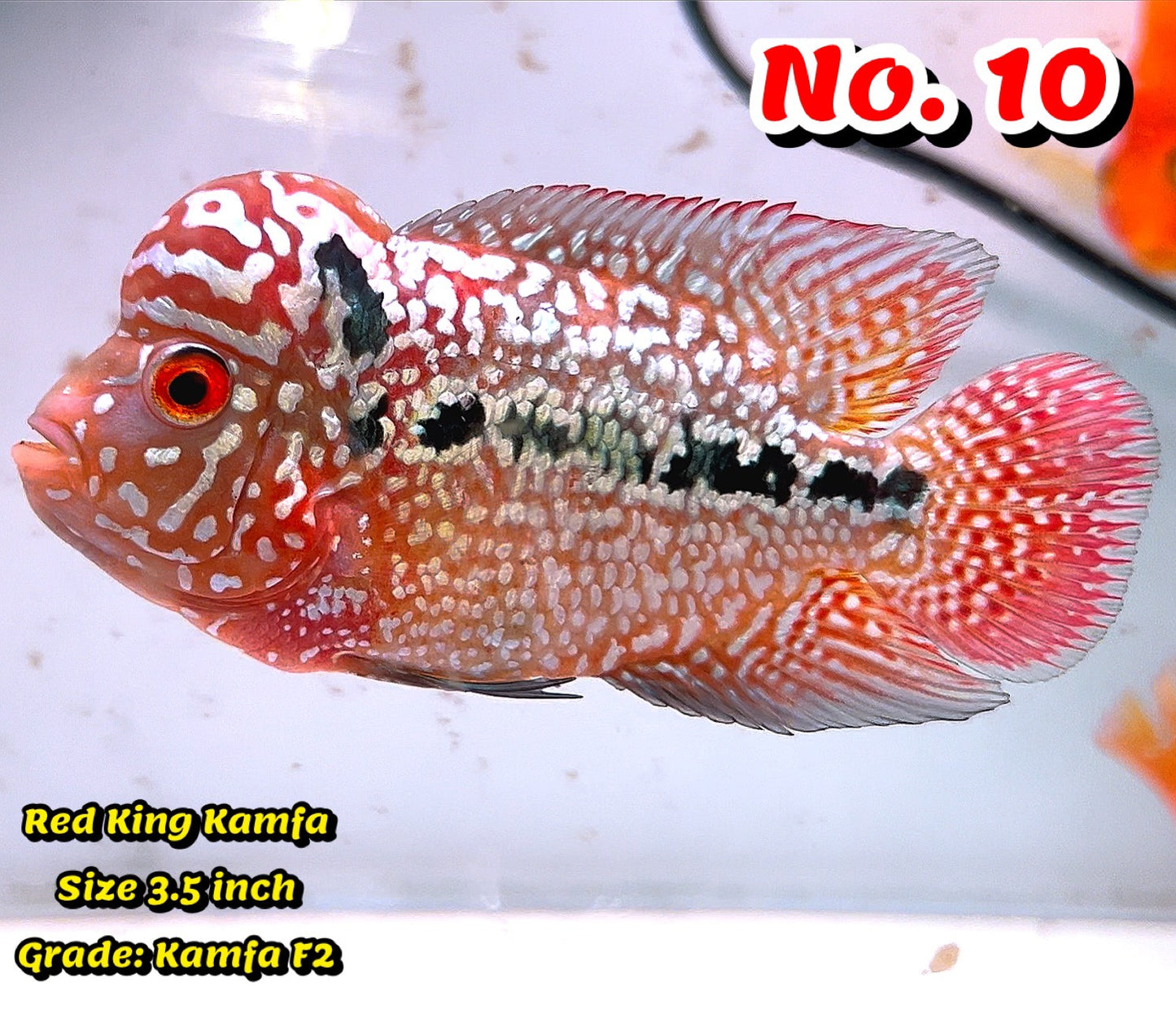 King Kamfa Flowerhorn Cichlid | You Pick Fish |