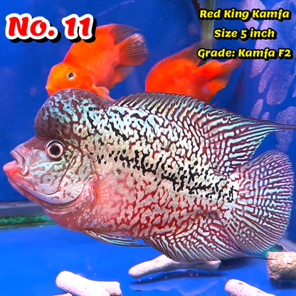 King Kamfa Flowerhorn Cichlid | You Pick Fish |