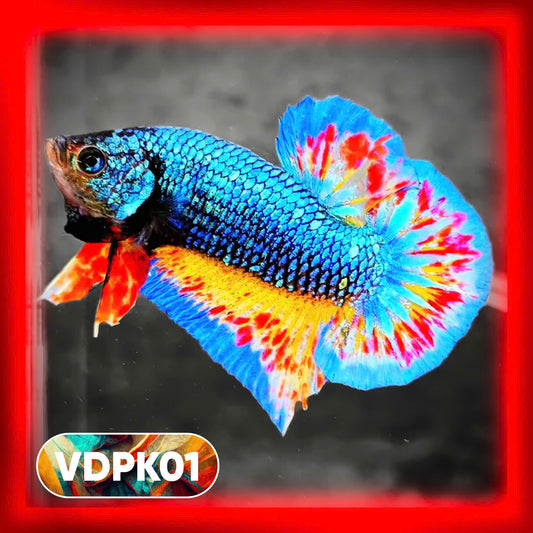 Vanda Plakat Male Betta Fish | You Pick Fish | Exotic Betta
