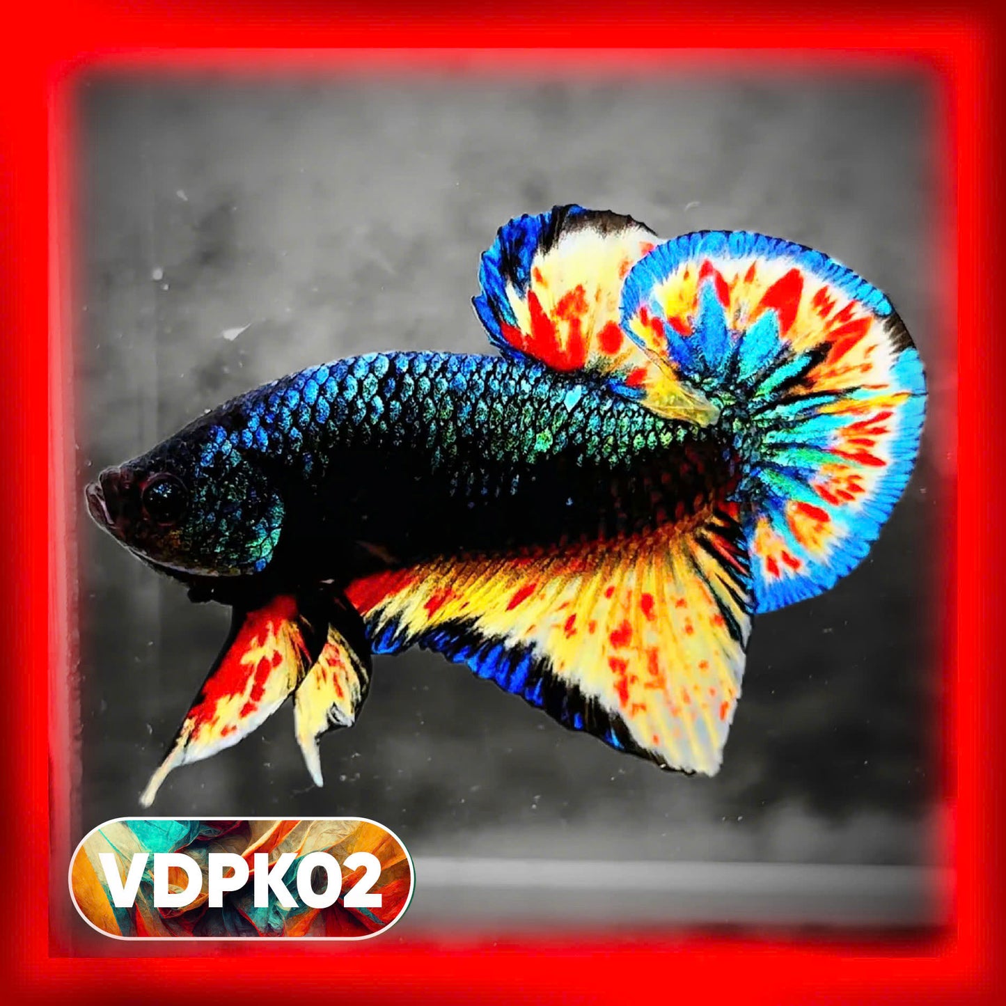 Vanda Plakat Male Betta Fish | You Pick Fish | Exotic Betta