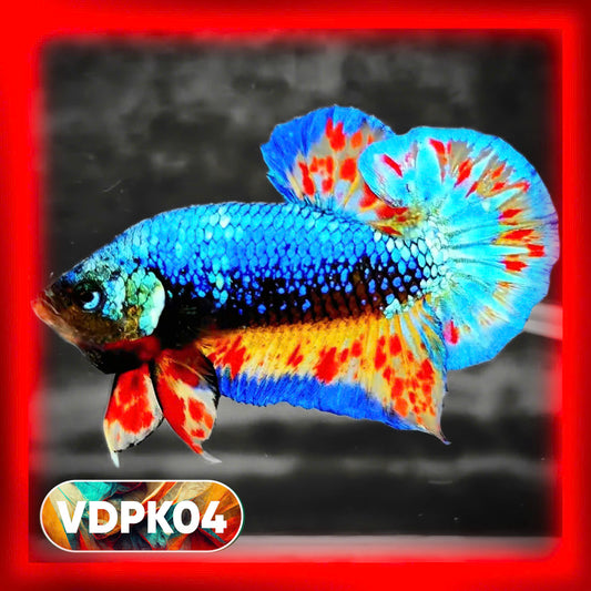 Vanda Plakat Male Betta Fish | You Pick Fish | Exotic Betta