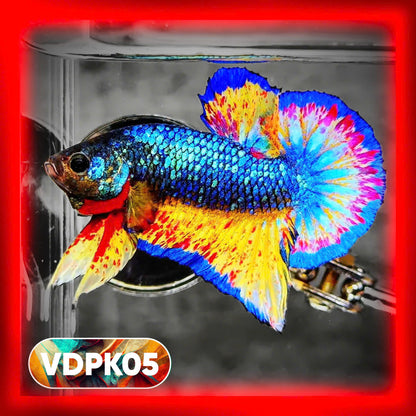 Vanda Plakat Male Betta Fish | You Pick Fish | Exotic Betta