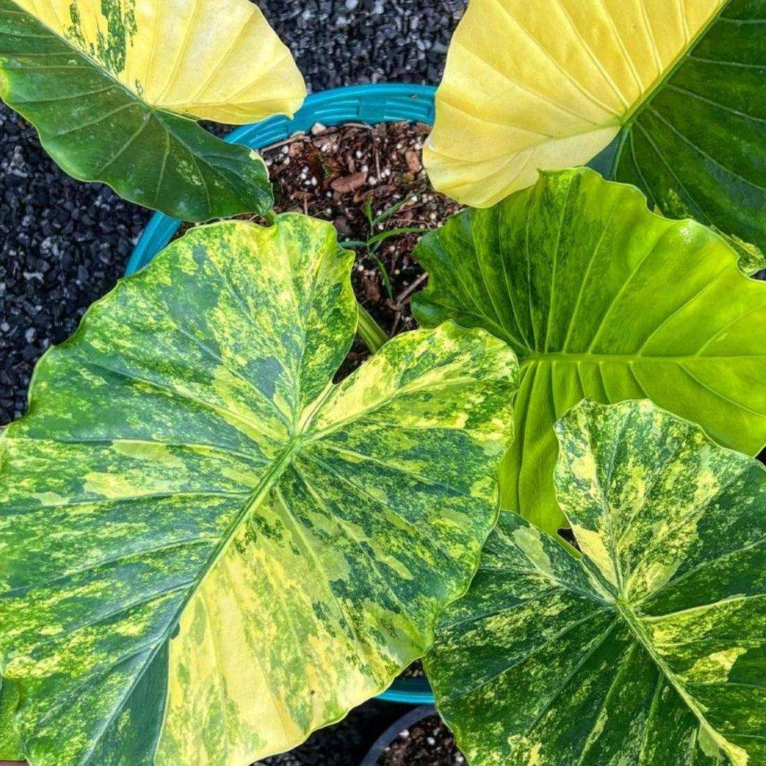 Variegated Alocasia Gageana Aurea Tissue Culture Plant