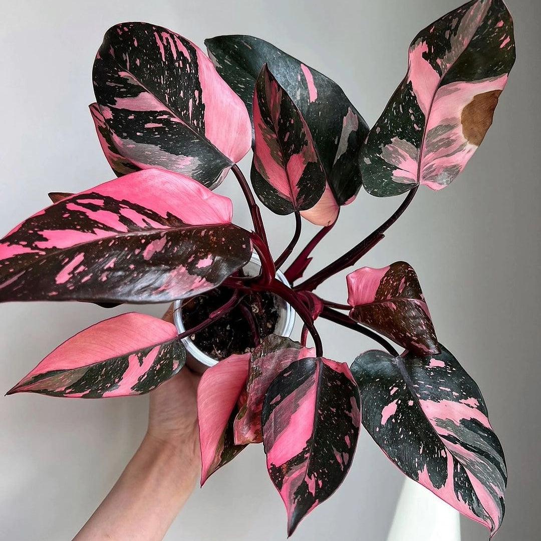 Variegated Philodendron Pink Princess Tissue Culture Plant