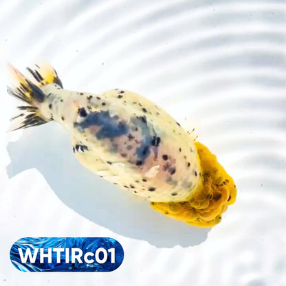 Pearl White Tiger Calico Ranchu Goldfish | You Pick Fish