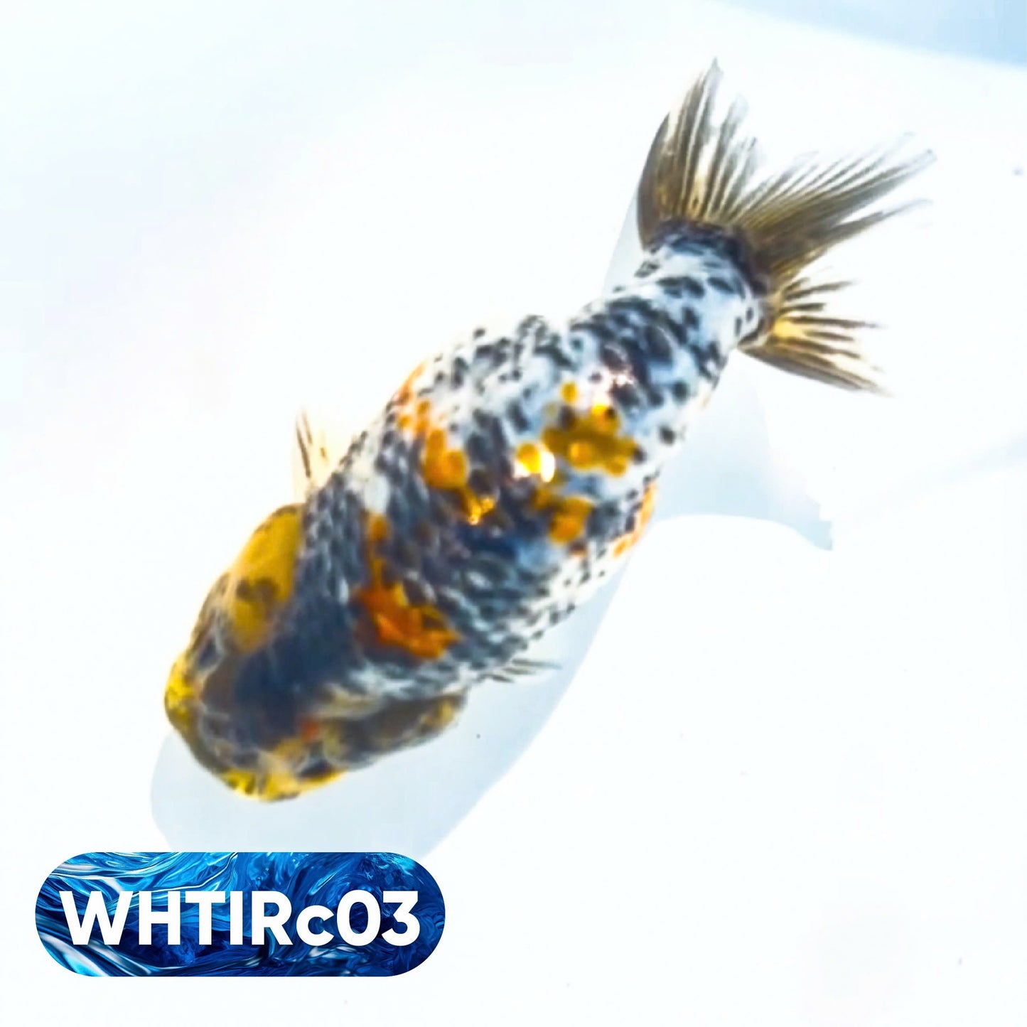 Pearl White Tiger Calico Ranchu Goldfish | You Pick Fish