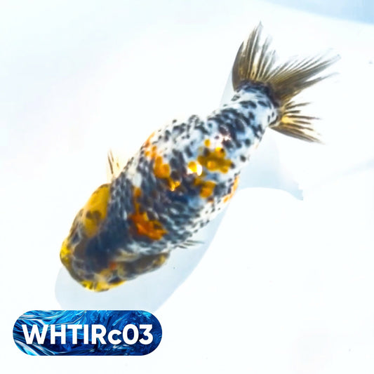 Pearl White Tiger Calico Ranchu Goldfish | You Pick Fish
