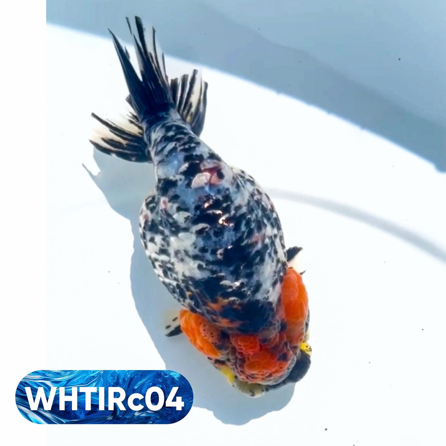 Pearl White Tiger Calico Ranchu Goldfish | You Pick Fish