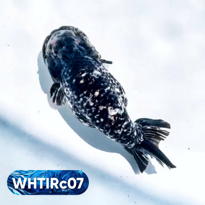 Pearl White Tiger Calico Ranchu Goldfish | You Pick Fish