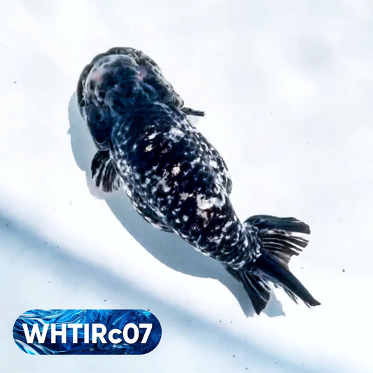 Pearl White Tiger Calico Ranchu Goldfish | You Pick Fish