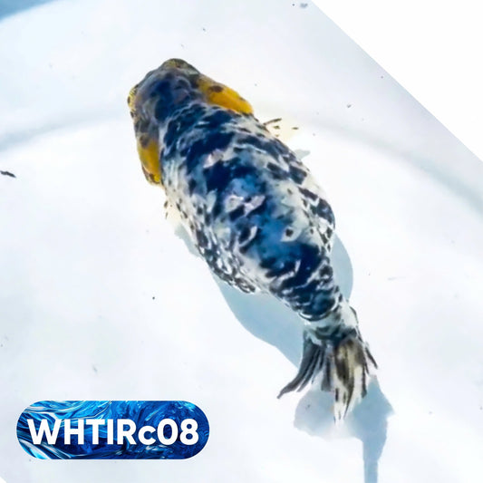 Pearl White Tiger Calico Ranchu Goldfish | You Pick Fish