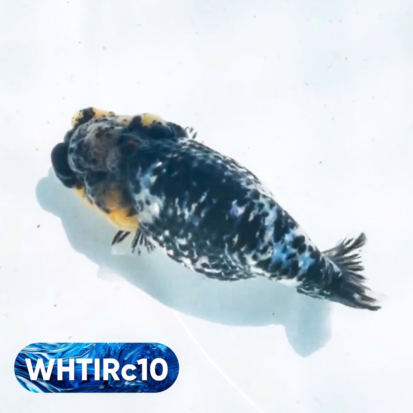 Pearl White Tiger Calico Ranchu Goldfish | You Pick Fish