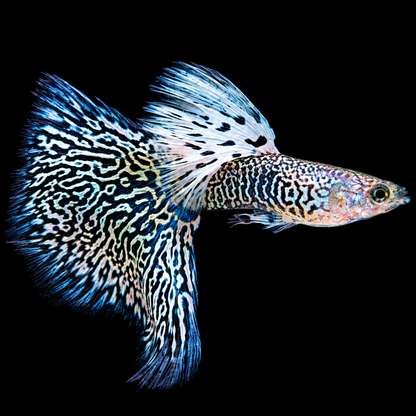 White King Cobra Fancy Guppy Fish