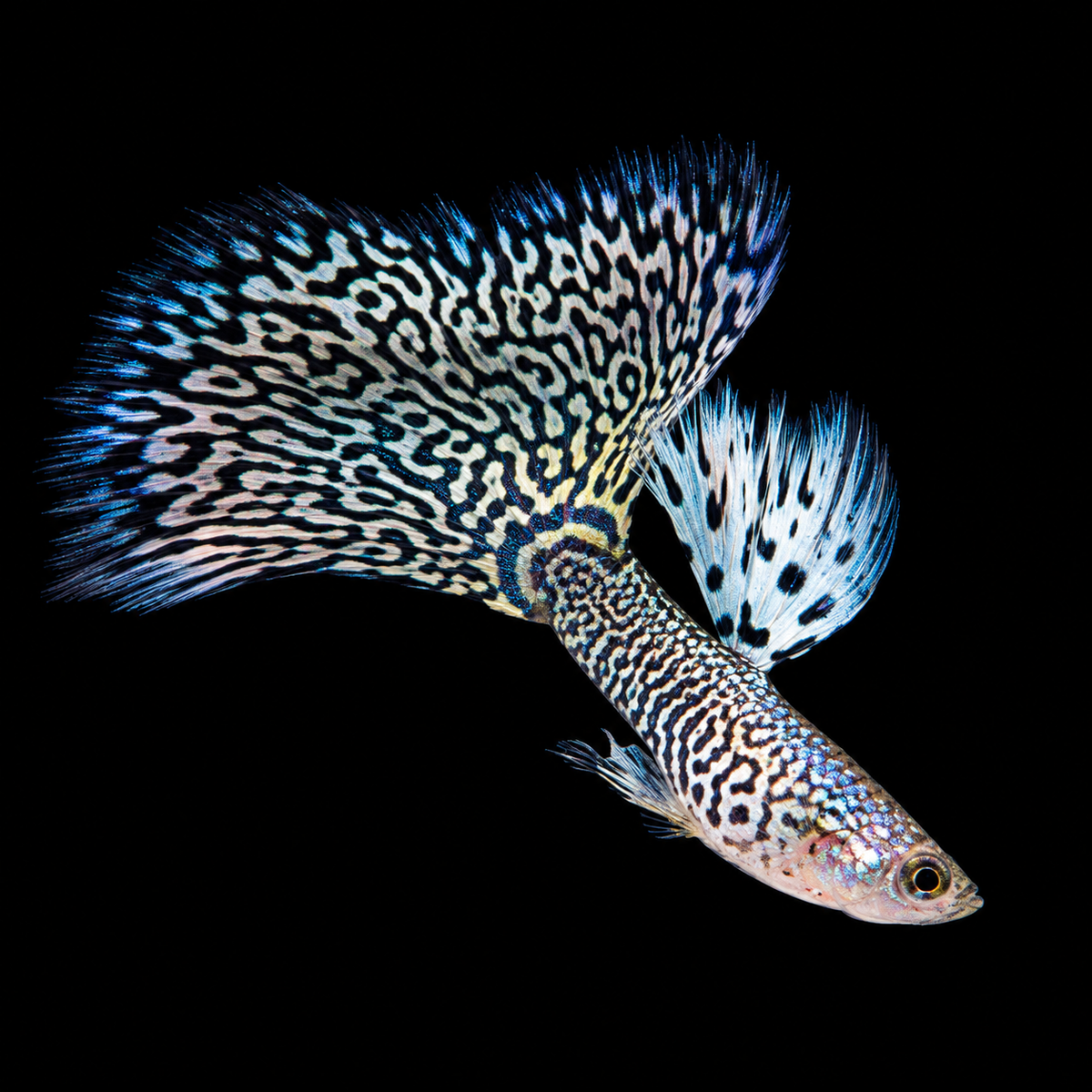 White King Cobra Fancy Guppy Fish