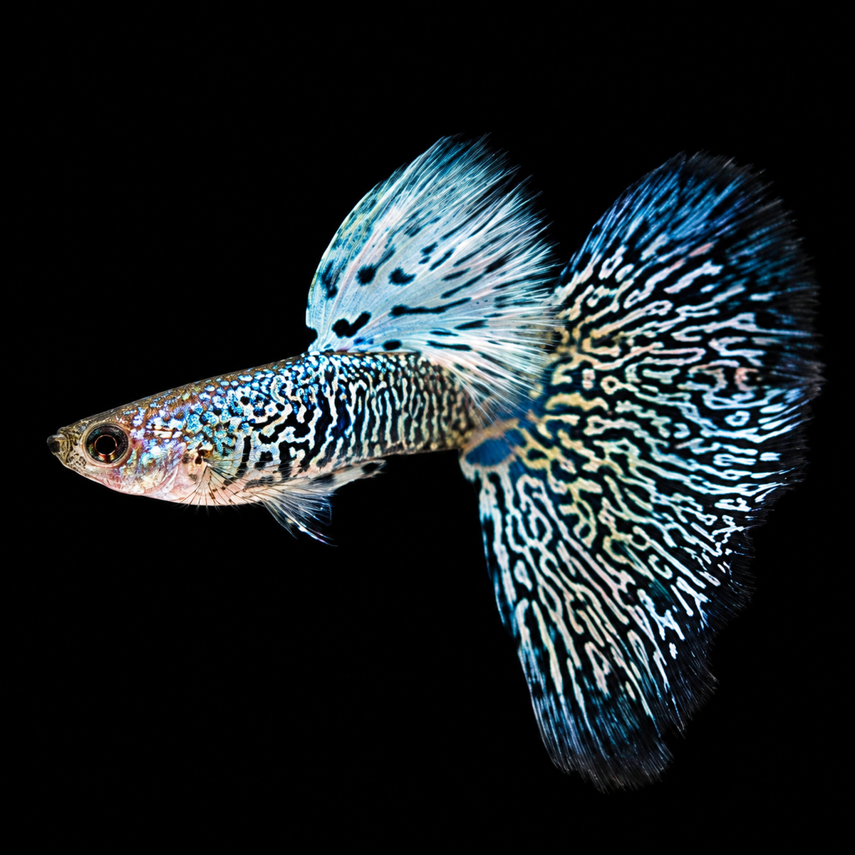 White King Cobra Fancy Guppy Fish