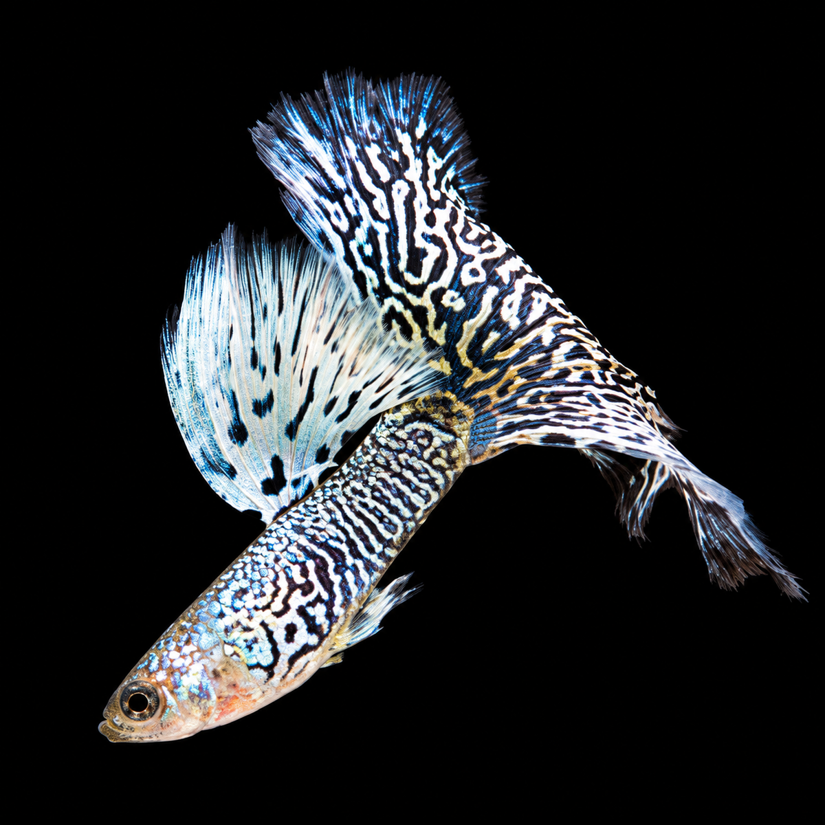 White King Cobra Fancy Guppy Fish
