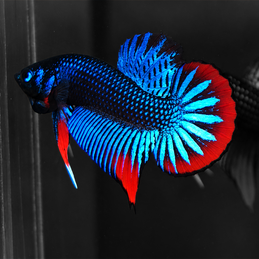 Wild Blue Imbellis Red Tail Male Betta Fish