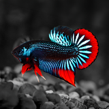 
Wild Gray Imbellis Red Tail Male Betta Fish
