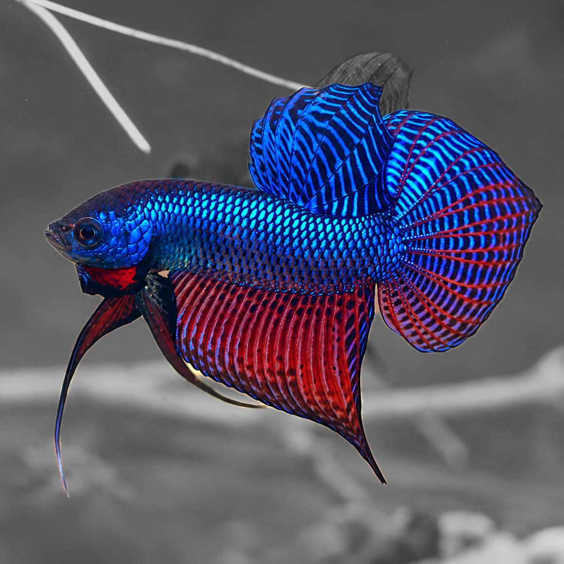 Wild Guitar Blue Smaragdina Male Betta Fish