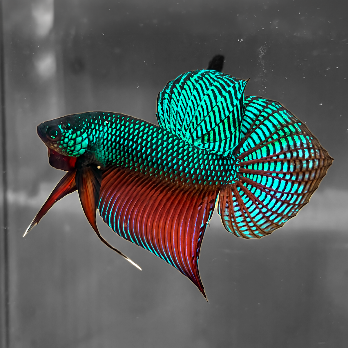 Wild Guitar Green Smaragdina Male Betta Fish