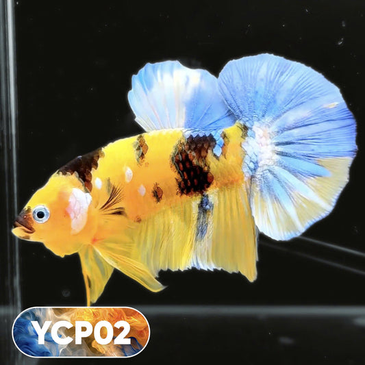 Koi Yellow Plakat Male Betta Fish | Show Grade | You Pick Fish