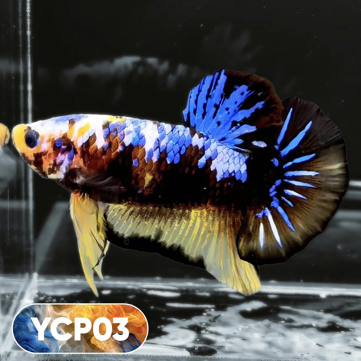 Koi Yellow Plakat Male Betta Fish | Show Grade | You Pick Fish