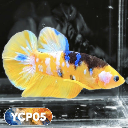 Koi Yellow Plakat Male Betta Fish | Show Grade | You Pick Fish