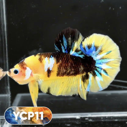 Koi Yellow Plakat Male Betta Fish | Show Grade | You Pick Fish