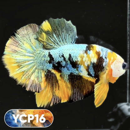 Koi Yellow Plakat Male Betta Fish | Show Grade | You Pick Fish