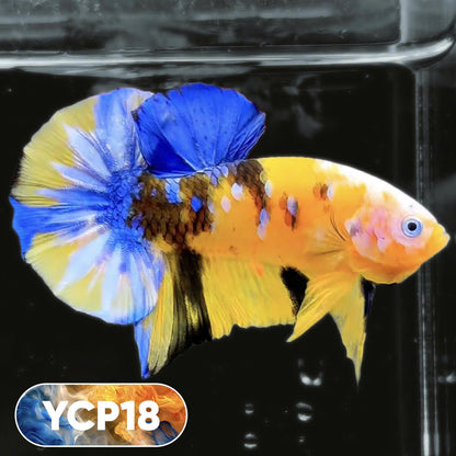 Koi Yellow Plakat Male Betta Fish | Show Grade | You Pick Fish