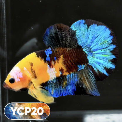 Koi Yellow Plakat Male Betta Fish | Show Grade | You Pick Fish