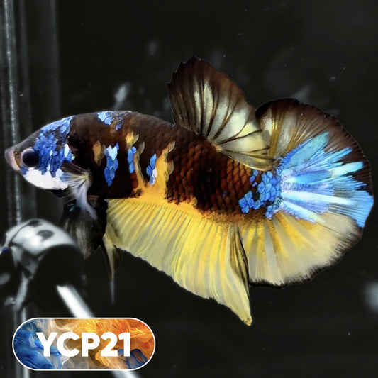 Koi Yellow Plakat Male Betta Fish | Show Grade | You Pick Fish