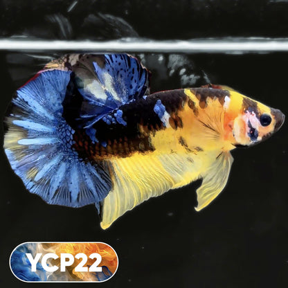 Koi Yellow Plakat Male Betta Fish | Show Grade | You Pick Fish