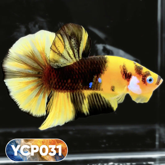 Koi Yellow Plakat Male Betta Fish | Show Grade | You Pick Fish