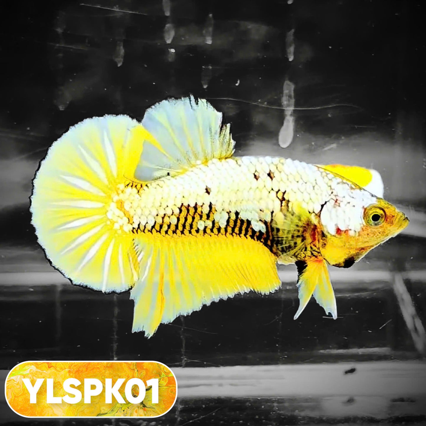 Samurai Plakat Male Betta Fish | You Pick Fish