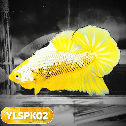 Samurai Plakat Male Betta Fish | You Pick Fish