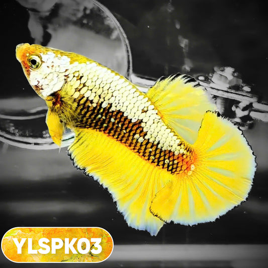 Samurai Plakat Male Betta Fish | You Pick Fish