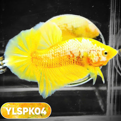 Samurai Plakat Male Betta Fish | You Pick Fish