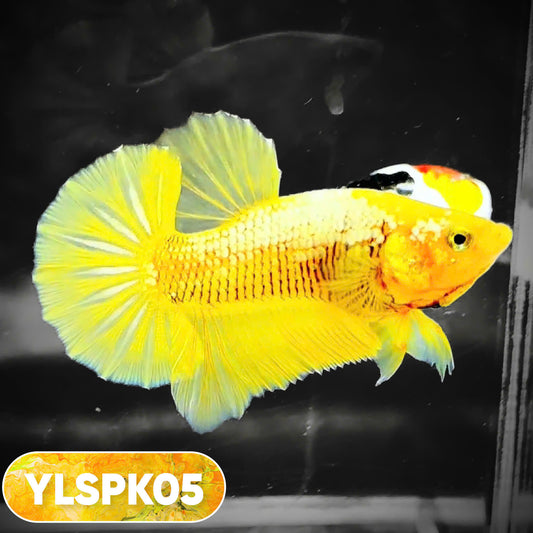 Samurai Plakat Male Betta Fish | You Pick Fish