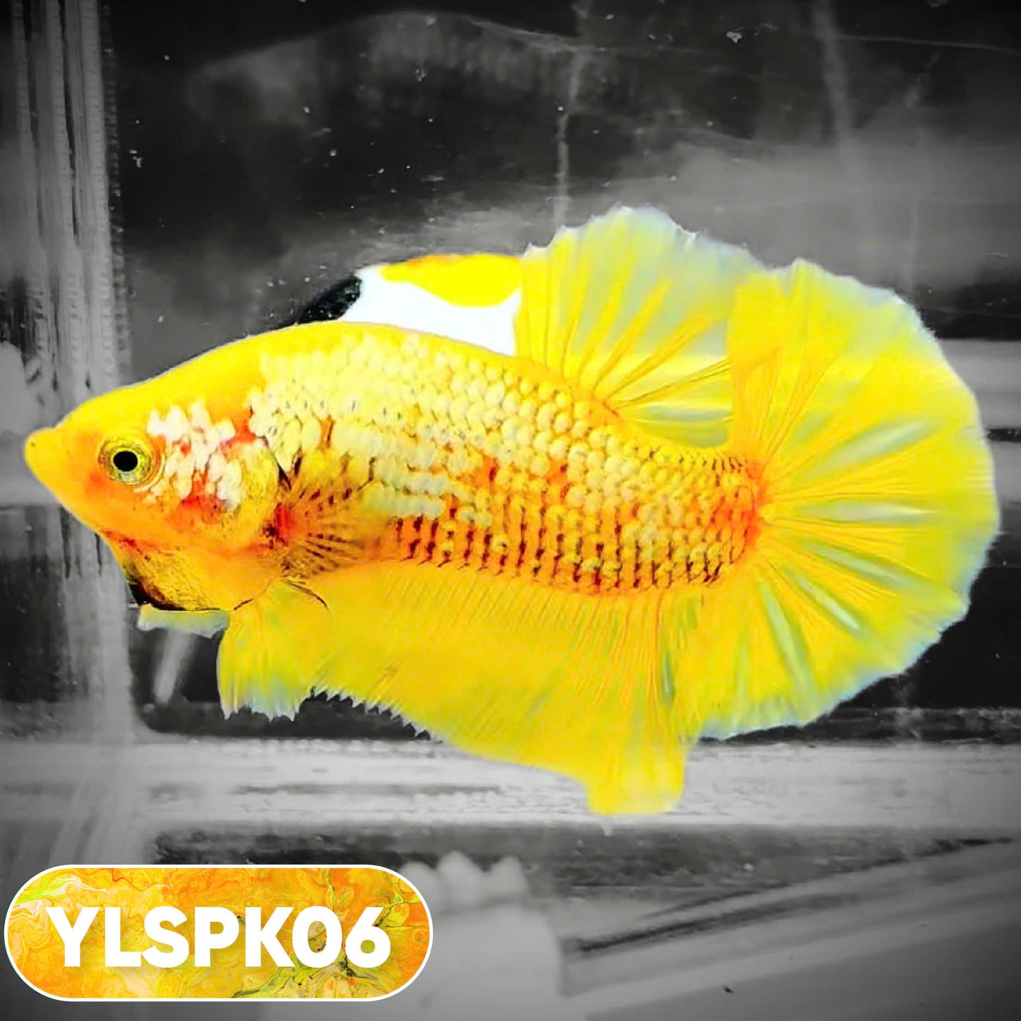 Samurai Plakat Male Betta Fish | You Pick Fish