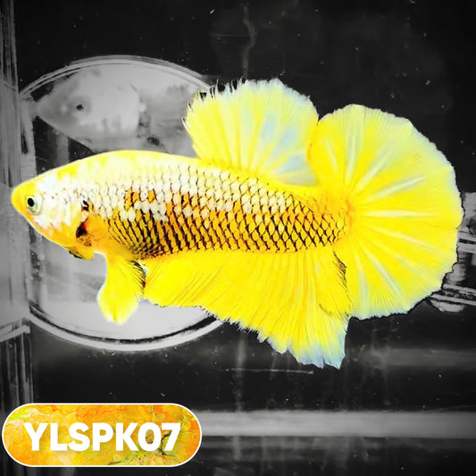 Samurai Plakat Male Betta Fish | You Pick Fish
