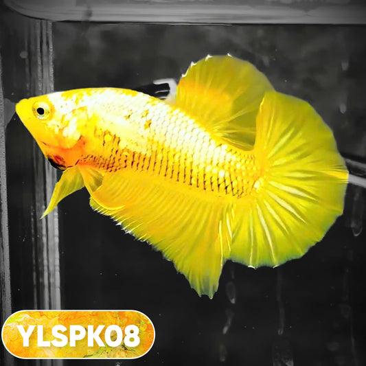 Samurai Plakat Male Betta Fish | You Pick Fish