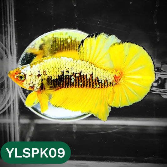 Samurai Plakat Male Betta Fish | You Pick Fish