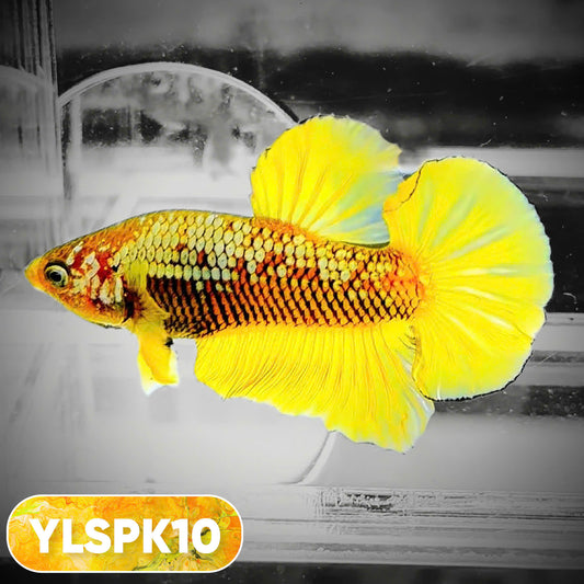 Samurai Plakat Male Betta Fish | You Pick Fish