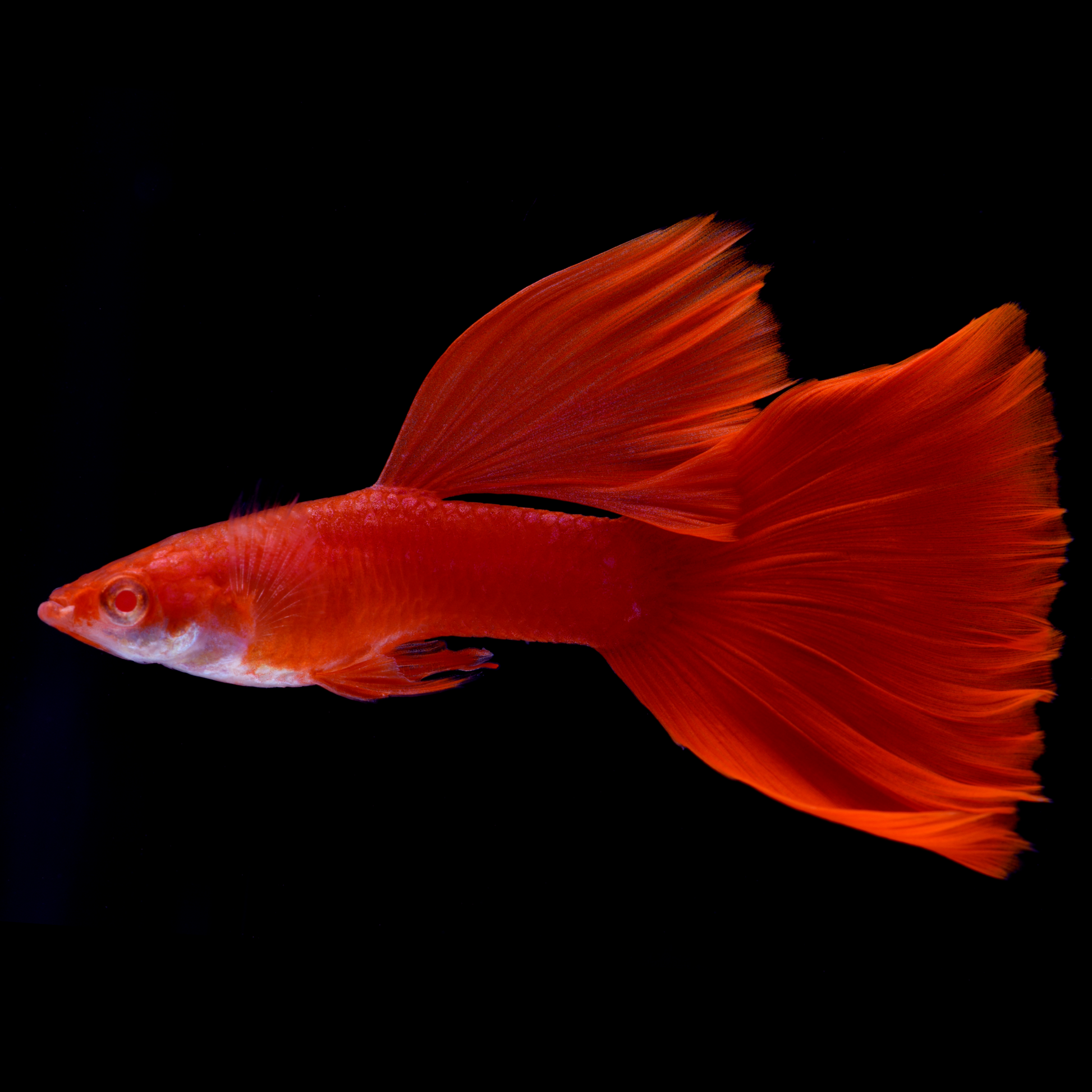 Albino Full Red Big Dorsal Guppy Fish