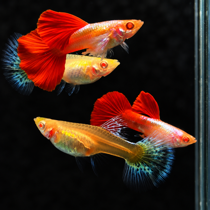 Albino Dumbo Red Tail Guppy Fish
